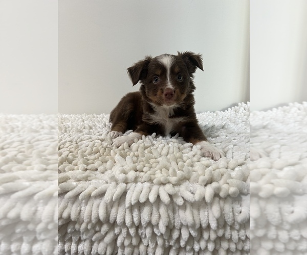 Medium Photo #4 Miniature Australian Shepherd Puppy For Sale in MARTINSVILLE, IN, USA