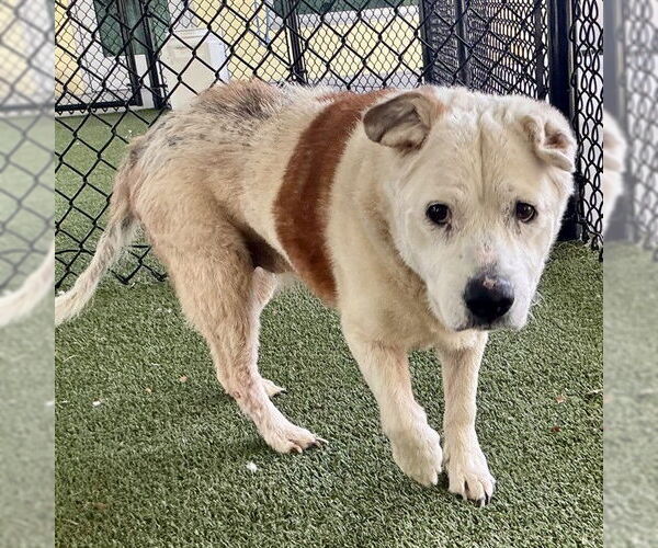 Medium Photo #2 Mutt Puppy For Sale in Tavares, FL, USA