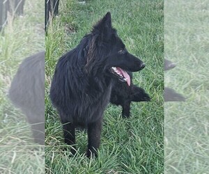 Mother of the German Shepherd Dog puppies born on 02/15/2025
