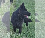 Small Photo #1 German Shepherd Dog Puppy For Sale in EOLIA, MO, USA