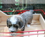 Small Photo #9 Cocker Spaniel-Poodle (Miniature) Mix Puppy For Sale in DUBARD, MS, USA