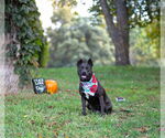 Small #1 Mutt