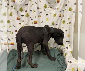 Mutt Dogs for adoption in Modesto, CA, USA