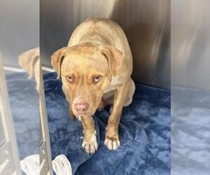 American Staffordshire Terrier-Unknown Mix Dogs for adoption in Grand Prairie, TX, USA