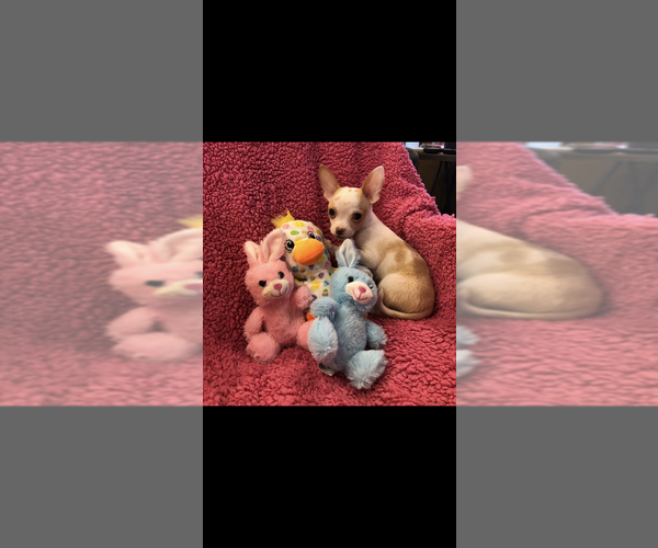 Medium Photo #7 Chihuahua Puppy For Sale in SHERMAN, TX, USA