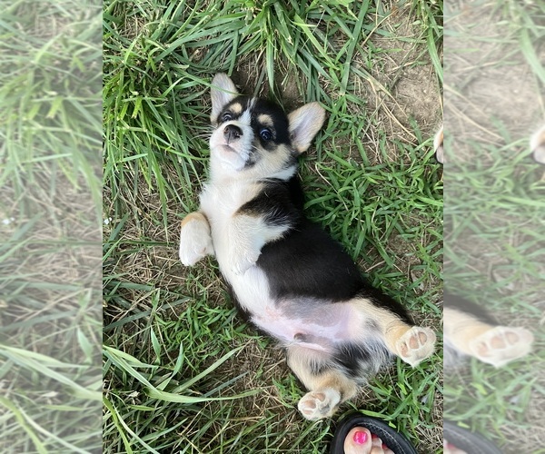 Medium Photo #5 Pembroke Welsh Corgi Puppy For Sale in LONDON, KY, USA