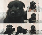 Small Photo #1 German Shepherd Dog Puppy For Sale in WEST PALM BEACH, FL, USA