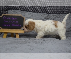 Bichon Frise-Cavachon Mix Puppy for sale in SILEX, MO, USA