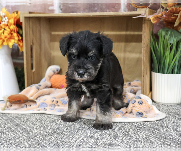 Medium Photo #2 Schnauzer (Miniature) Puppy For Sale in SYRACUSE, IN, USA