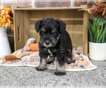 Small #1 Schnauzer (Miniature)