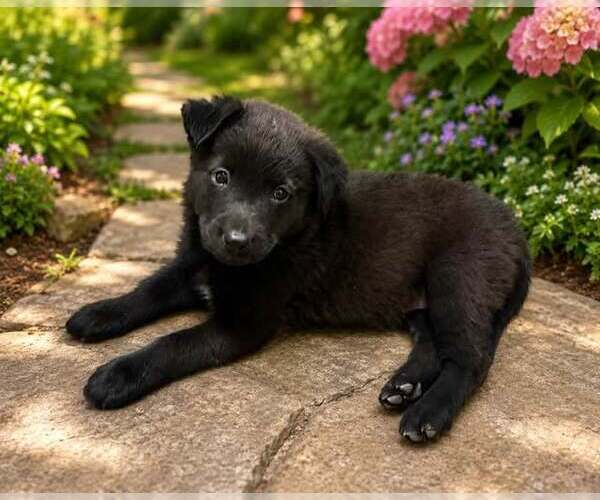 Medium Photo #1 Border Collie-Unknown Mix Puppy For Sale in Cave Creek, AZ, USA