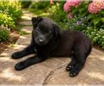 Small Border Collie Mix