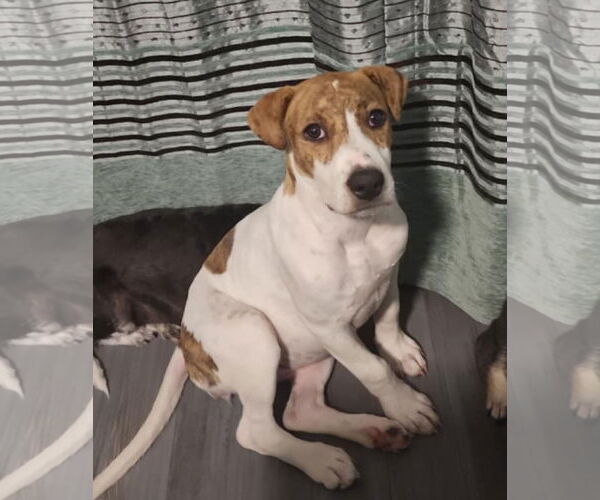 Medium Photo #16 Labrador Retriever-Unknown Mix Puppy For Sale in Rosenberg, TX, USA