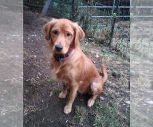 Mother of the Golden Retriever puppies born on 04/15/2026