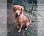 Small Photo #1 Golden Retriever Puppy For Sale in NORDLAND, WA, USA