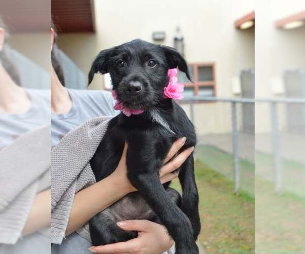 Medium Photo #1 Mutt Puppy For Sale in McKinney, TX, USA