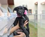 Small Mutt