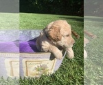 Small Photo #8 Labradoodle Puppy For Sale in DURHAM, CA, USA