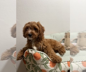 Cavapom Puppy for sale in TEMECULA, CA, USA