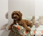 Small Cavapom