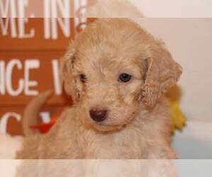 Goldendoodle Puppy for sale in FAIR GROVE, MO, USA