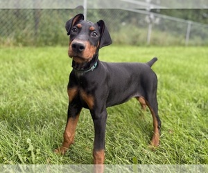 Doberman Pinscher Puppy for Sale in MCHENRY, Illinois USA