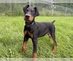 Small Doberman Pinscher