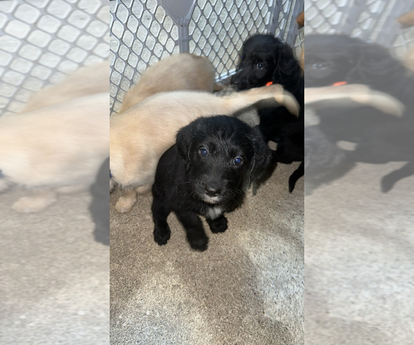 Medium Photo #6 Labradoodle Puppy For Sale in KIRKSVILLE, MO, USA
