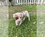 Small Photo #4 American Bulldog Puppy For Sale in WINTERVILLE, GA, USA