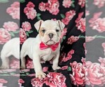 Small Photo #1 English Bulldog Puppy For Sale in COCHRANVILLE, PA, USA