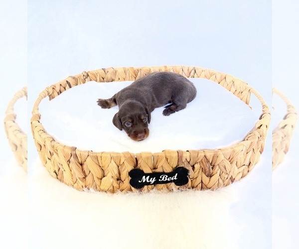 Medium Photo #1 Dachshund Puppy For Sale in DAVIS, CA, USA