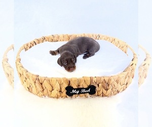 Dachshund Puppy for sale in DAVIS, CA, USA