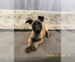Belgian Malinois-Dutch Shepherd Dog Mix Puppy for sale in SACRAMENTO, CA, USA