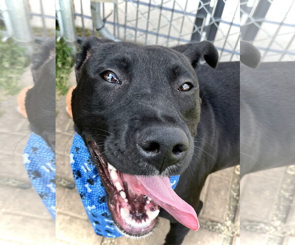 Medium Photo #1 American Pit Bull Terrier-Labrador Retriever Mix Puppy For Sale in Estherville, IA, USA