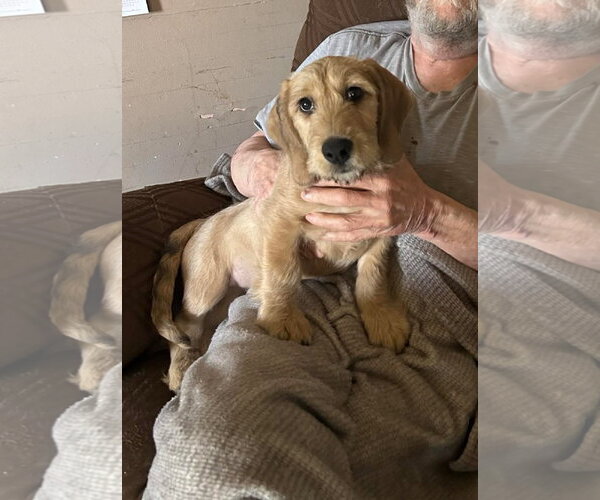 Medium Photo #2 Basset Hound-Unknown Mix Puppy For Sale in Holly Springs, NC, USA