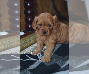 Cavapoo (Miniature) Puppy for sale in GREENWOOD, WI, USA