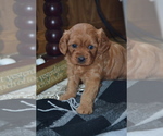 Image preview for Ad Listing. Nickname: Litter of 4