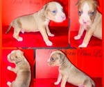 Small Photo #4 American Bully Puppy For Sale in TRENTON, NJ, USA