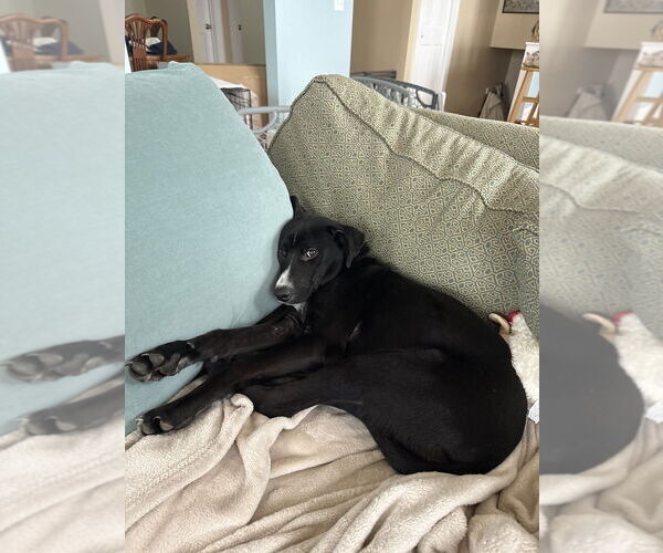 Medium Photo #8 Mutt Puppy For Sale in Oak Bluffs, MA, USA