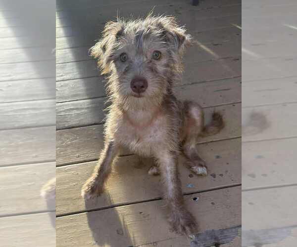 Medium Photo #2 Mutt Puppy For Sale in San Diego, CA, USA