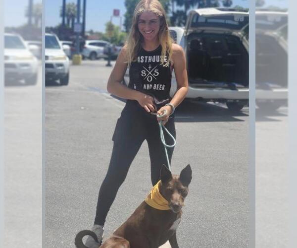 Medium Photo #6 Australian Kelpie-Unknown Mix Puppy For Sale in Santa Maria, CA, USA