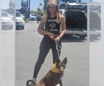 Small #5 Australian Kelpie Mix