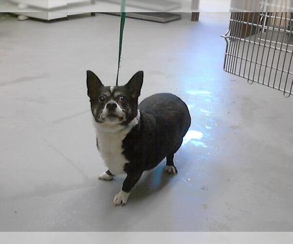 Medium Photo #1 Chihuahua-Unknown Mix Puppy For Sale in Fayetteville, NC, USA