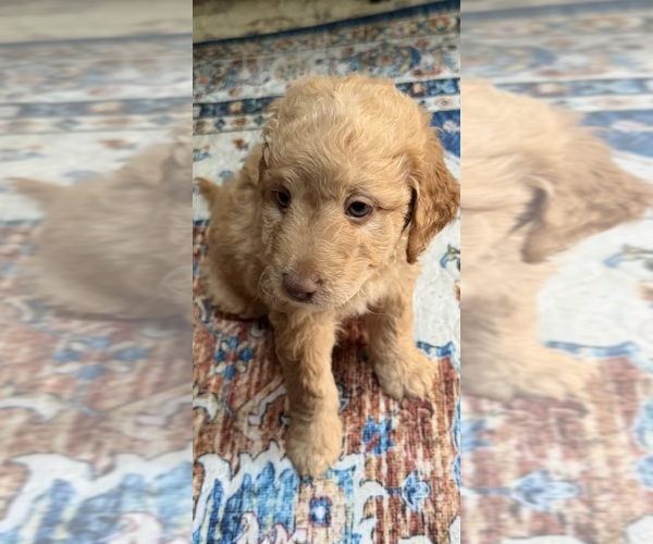 Medium Photo #23 Aussiedoodle Puppy For Sale in SWANNANOA, NC, USA