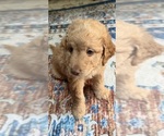 Puppy Colby Aussiedoodle