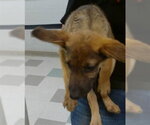 Small German Shepherd Dog Mix
