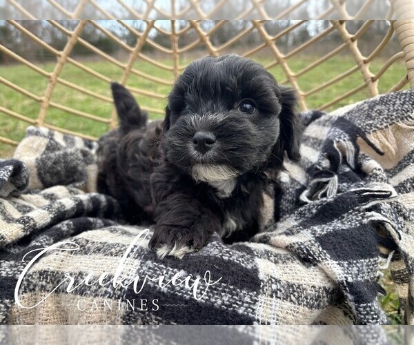 Medium Photo #4 Havapoo Puppy For Sale in NIANGUA, MO, USA