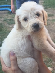 Labradoodle Puppy for sale in LEAWOOD, KS, USA