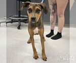 Small Catahoula Leopard Dog-Retriever  Mix