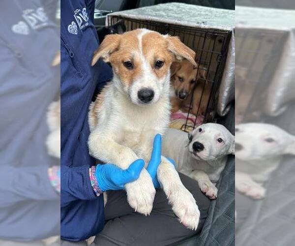 Medium Photo #1 Labrador Retriever Puppy For Sale in Conroe, TX, USA